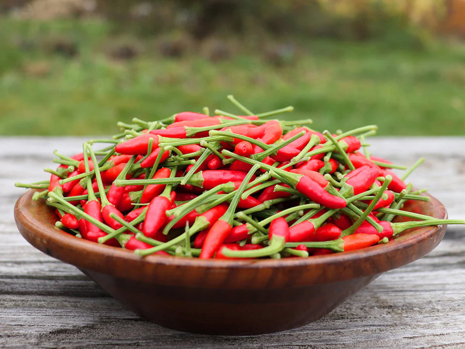 Thai Chili Peppers (พริกสด)