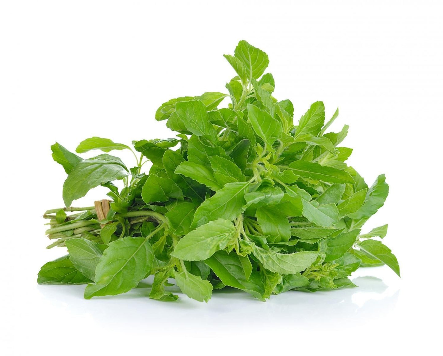 Holy Basil (ผักกะเพรา)