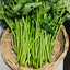 Water Spinach (ผักบุ้ง)