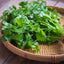 Cilantro (ผักชี)