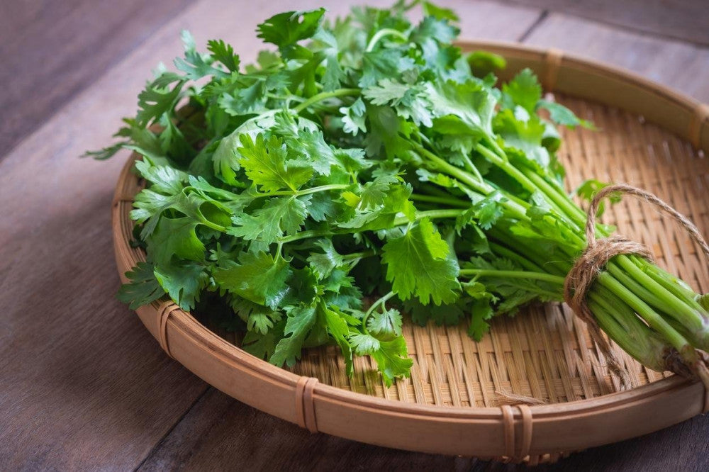 Cilantro (ผักชี)