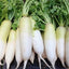 Daikon Radish(หัวไชเท้า)