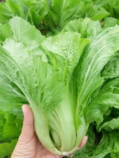 Mustard Greens (ผักกาดเขียวปลี) Rau cải đắng/ Rau cải bẹ