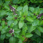 Thai Basil (โหระพา)