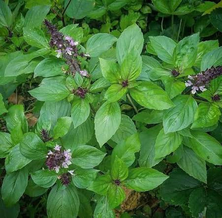 Thai Basil (โหระพา)