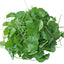 Goto Kola (ใบบัวบก) Rau má