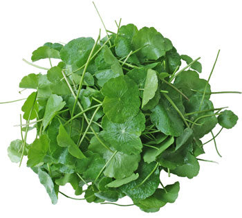 Goto Kola (ใบบัวบก) Rau má