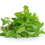 Holy Basil (ผักกะเพรา)