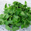 Goto Kola (ใบบัวบก) Rau má