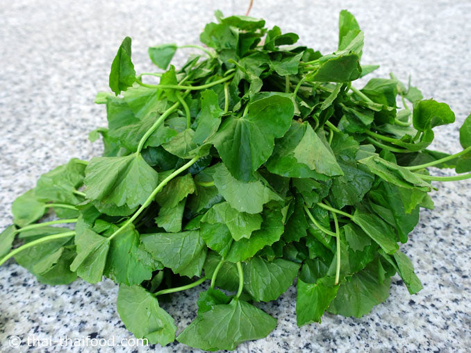 Goto Kola (ใบบัวบก) Rau má
