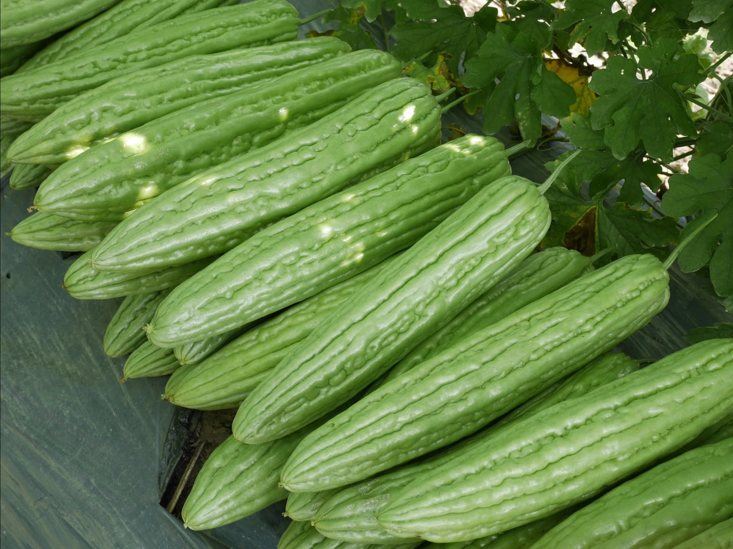 Bitter Melon (มะระ)