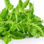 Holy Basil (ผักกะเพรา)