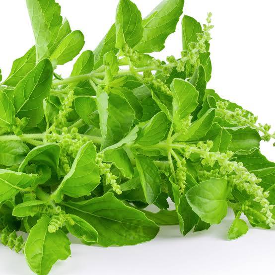 Holy Basil (ผักกะเพรา)