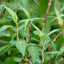 Vietnamese Coriander (ผักแพว) Rau răm