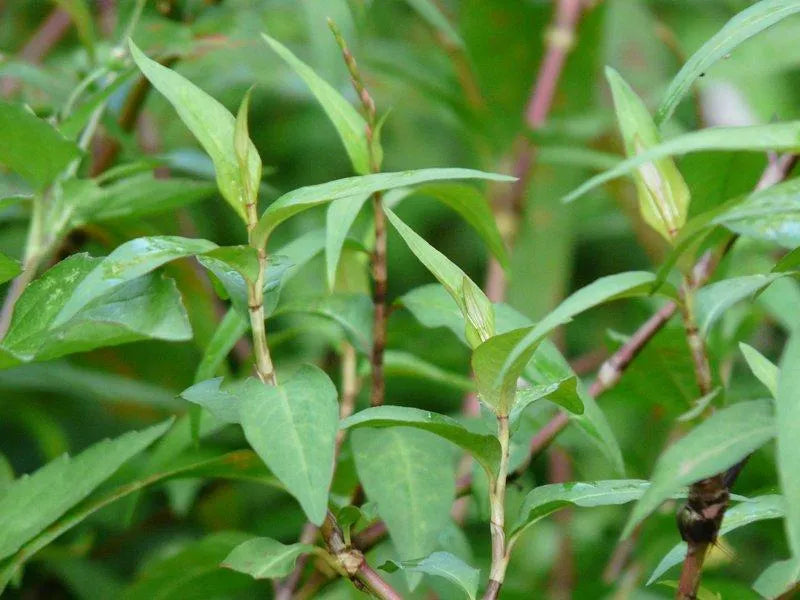 Vietnamese Coriander (ผักแพว) Rau răm