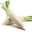 Daikon Radish(หัวไชเท้า)