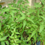 Vietnamese Coriander (ผักแพว) Rau răm