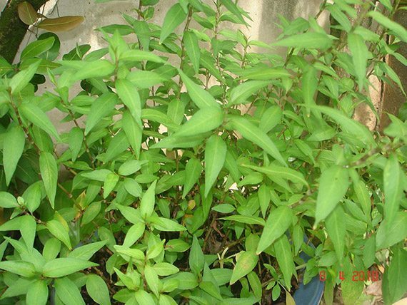 Vietnamese Coriander (ผักแพว) Rau răm