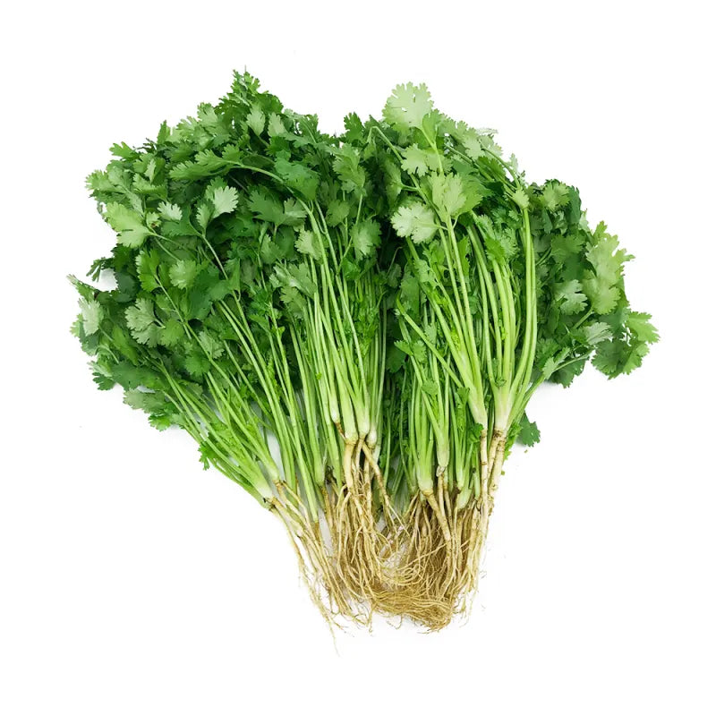 Cilantro (ผักชี)