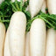 Daikon Radish(หัวไชเท้า)