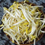 Bean Sprouts (ถั่วงอก)