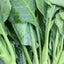 Chinese Broccoli (ผักคะน้า)