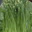 Garlic Chives (กุยช่าย)