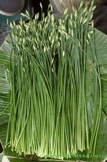 Garlic Chives (กุยช่าย)